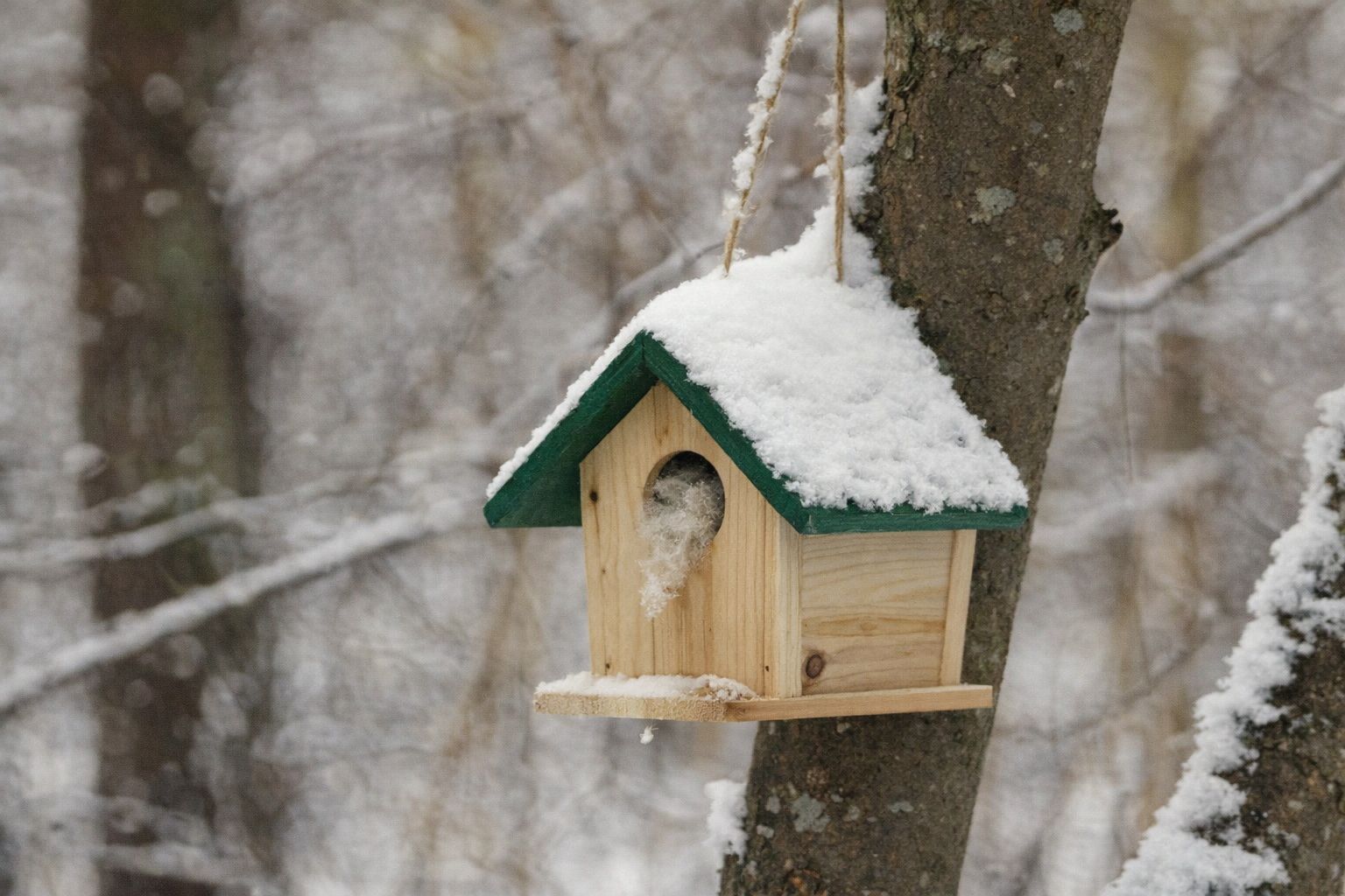 Houten vogelhuisje met sneeuw aan een boomtak in een winters bos.